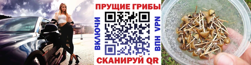 дарнет шоп  KRAKEN как войти  Псилоцибиновые грибы мицелий  Майский 